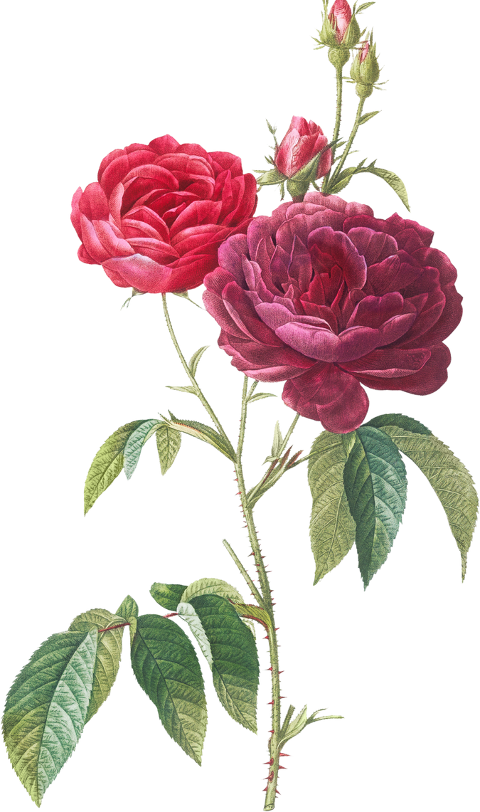 Rose Flower Illustration